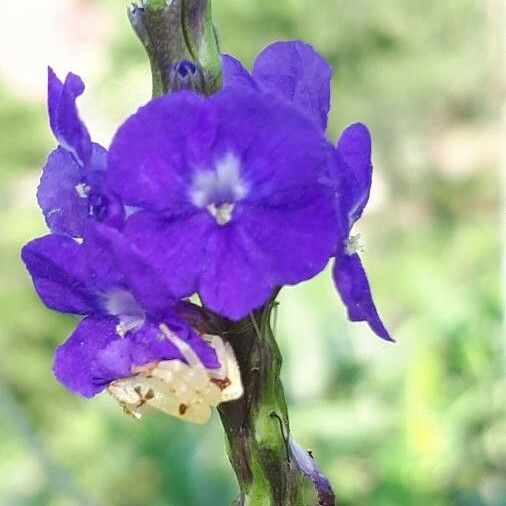 Stachytarpheta indica Květ