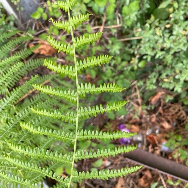 Pteridium aquilinum Leaf