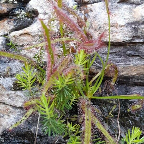 Drosera capensis Feuille