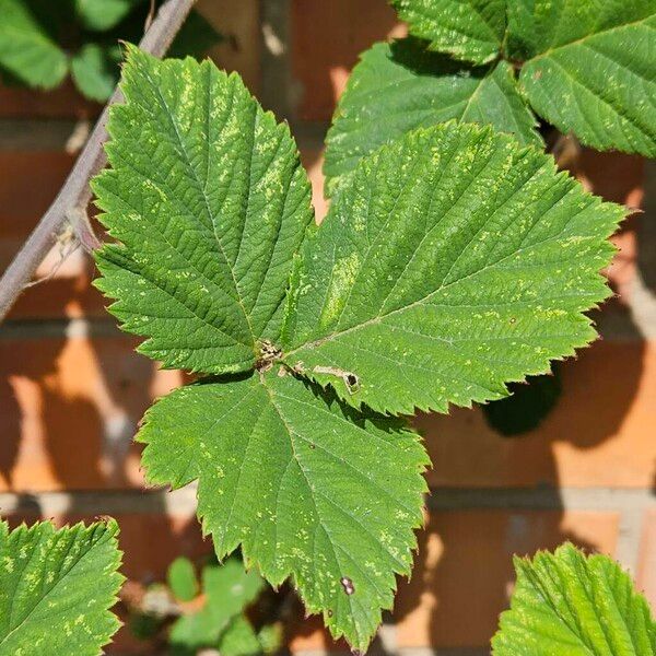 Rubus ulmifolius পাতা