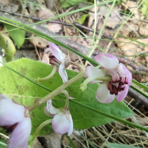 Pyrola asarifolia Fiore