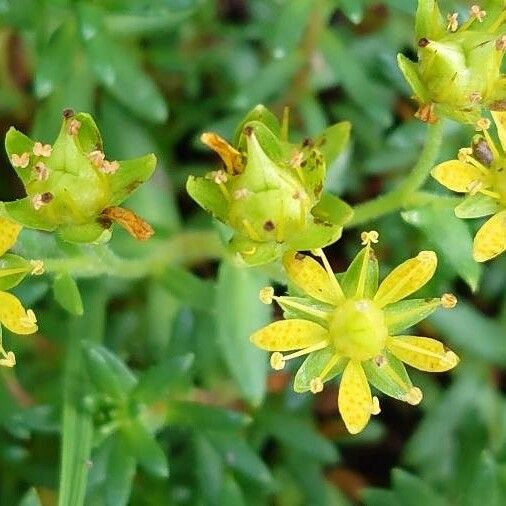 Saxifraga aizoides Çiçek