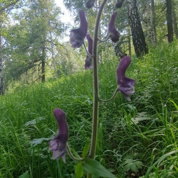 Aconitum septentrionale Blomma