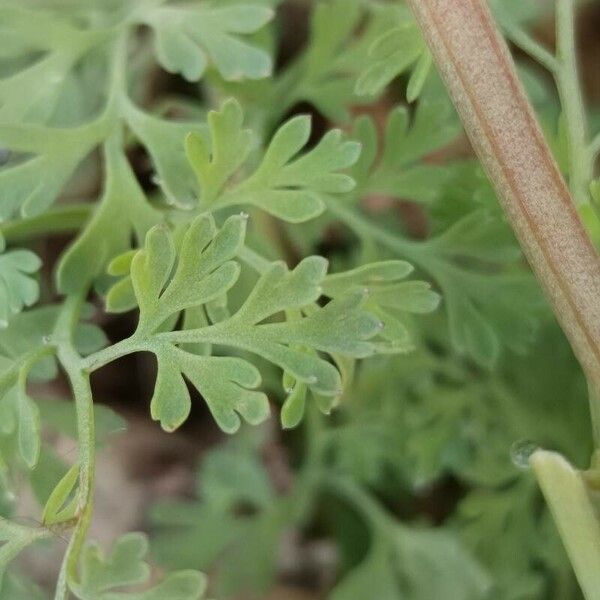 Fumaria densiflora برگ