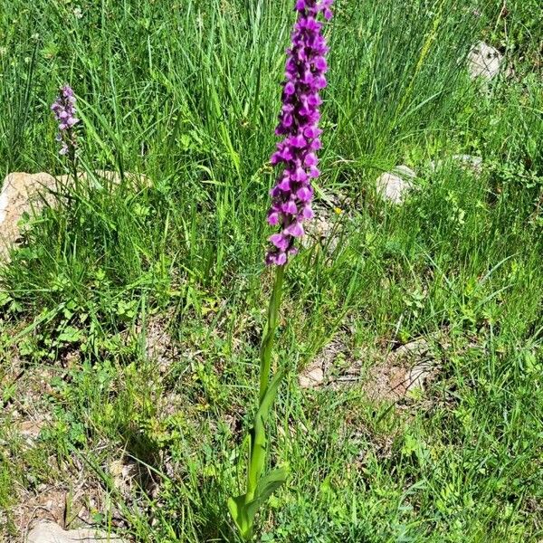 Dactylorhiza elata 整株植物