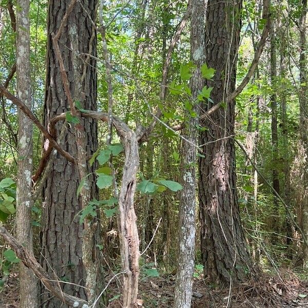 Vitis rotundifolia Агульны выгляд