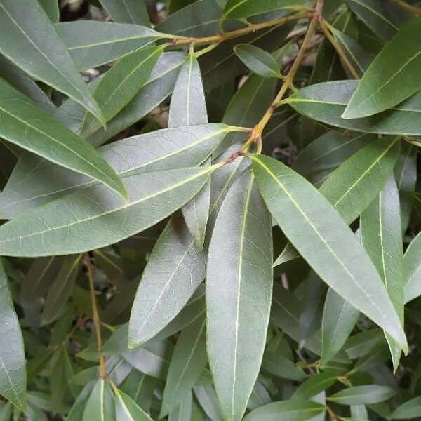 Osmanthus decorus ഇല