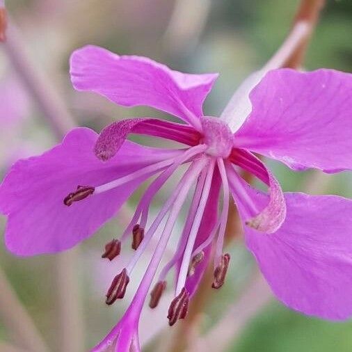 Epilobium angustifolium Flor