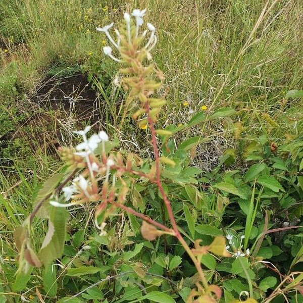 Plumbago zeylanica অভ্যাস