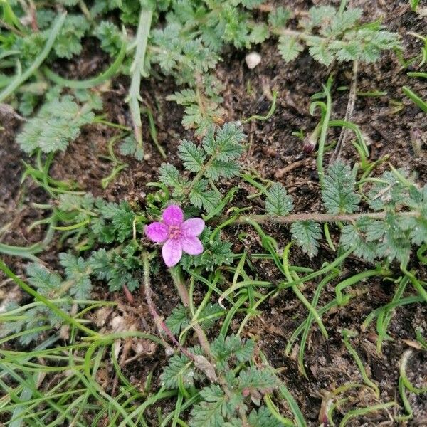 Erodium acaule Flower