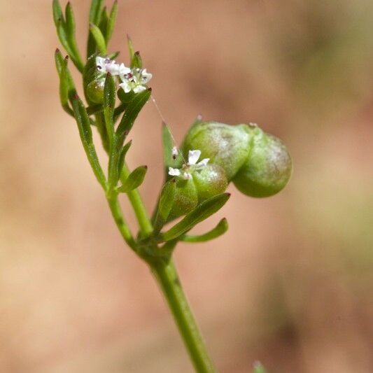 Bifora testiculata Fruit