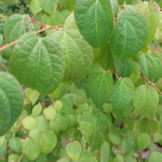 Cercidiphyllum japonicum Frunză