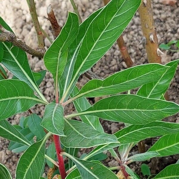 Oenothera macrocarpa Leaf