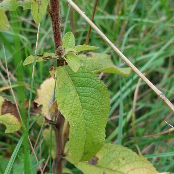 Inula conyza List