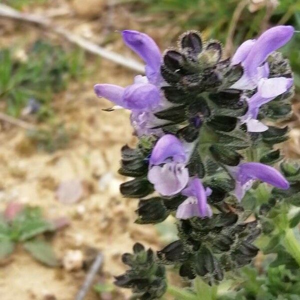 Salvia verbenaca Květ