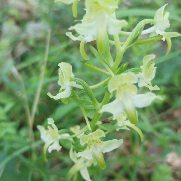 Platanthera chlorantha Flor