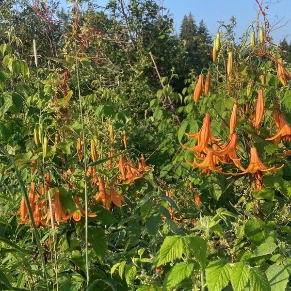 Lilium canadense 花