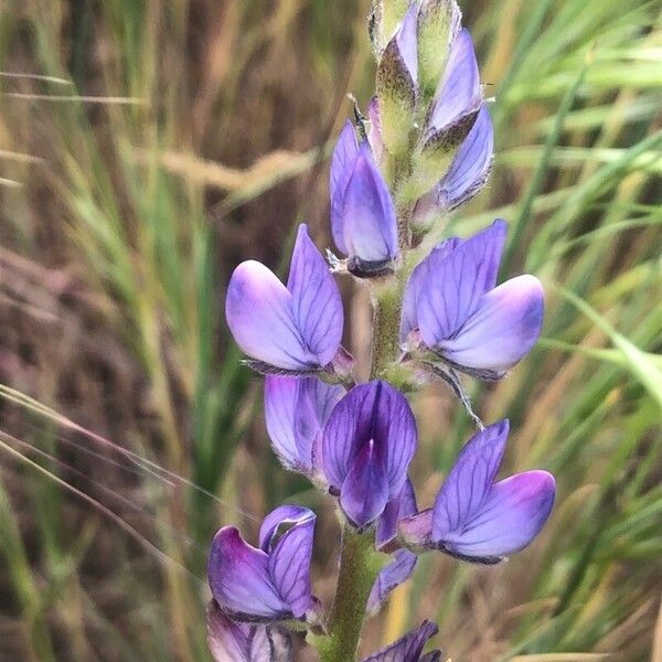 Lupinus angustifolius Blomma