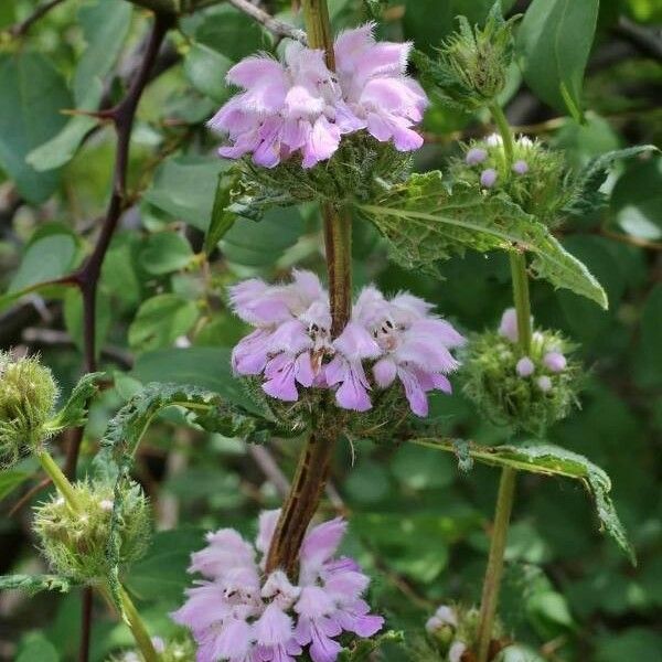 Phlomoides tuberosa Λουλούδι