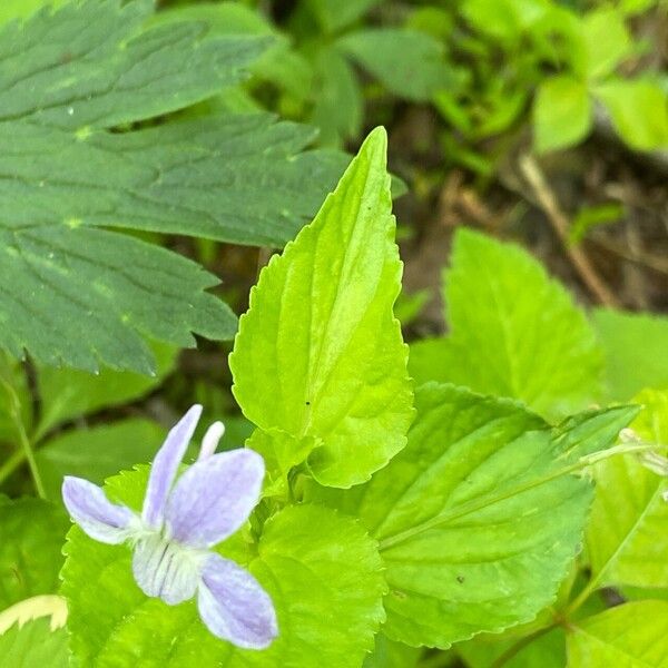 Viola cucullata Hoja