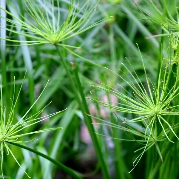 Cyperus haspan List