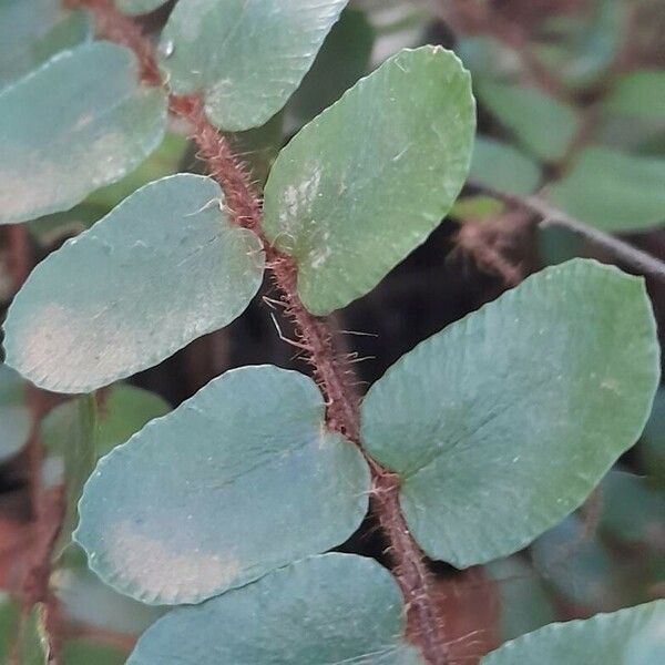 Hemionitis rotundifolia Levél