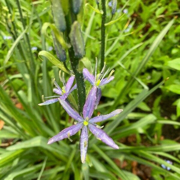 Camassia quamash Flower