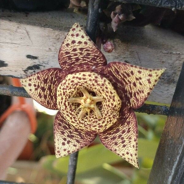 Orbea variegata Flower