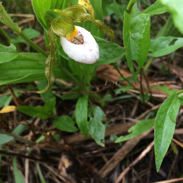 Cypripedium candidum 花