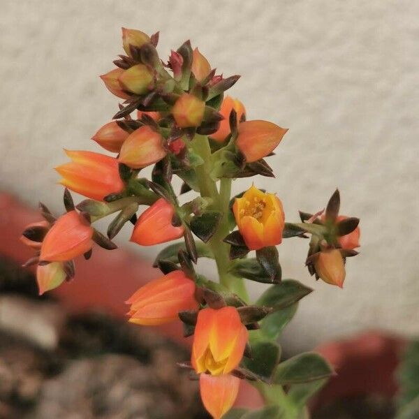 Echeveria australis 花