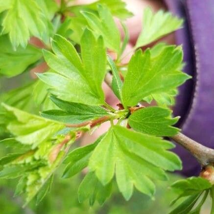 Syringa vulgaris Leaf