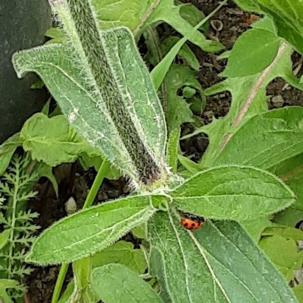 Silene noctiflora Leaf