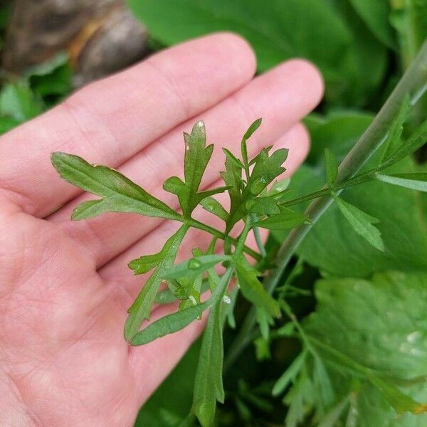 Lepidium sativum 葉