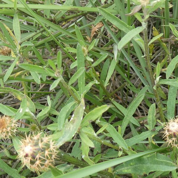 Centaurea aspera Kéreg