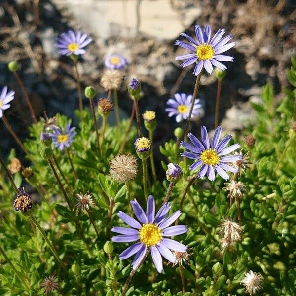 Felicia amelloides Flor