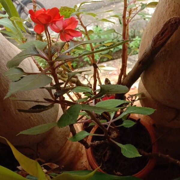 Impatiens walleriana 形態