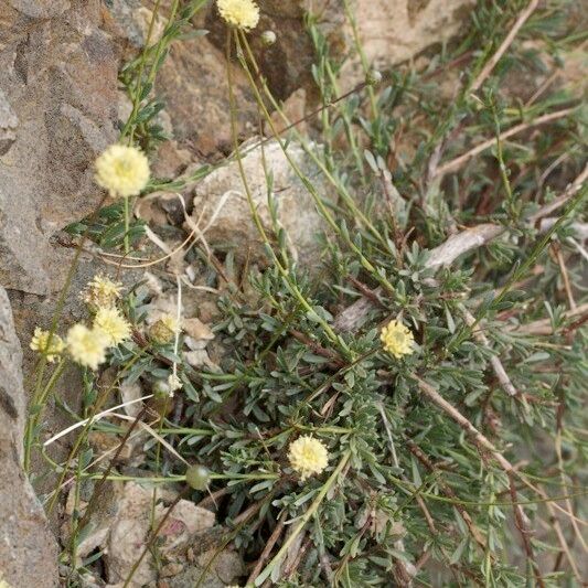 Globularia nainii
