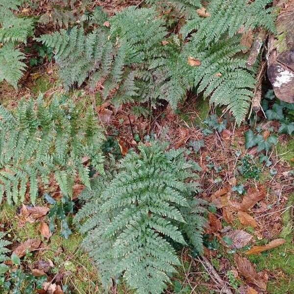 Dryopteris dilatata Характер