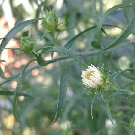 Erigeron karvinskianus Sonstige