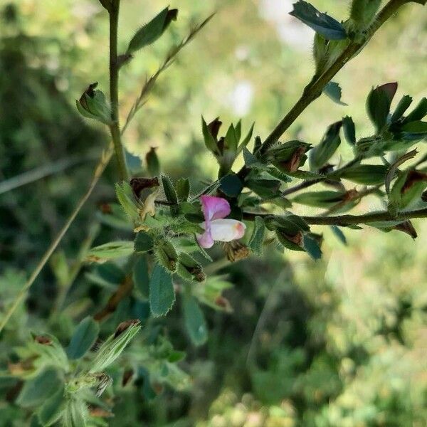 Ononis spinosa Flower