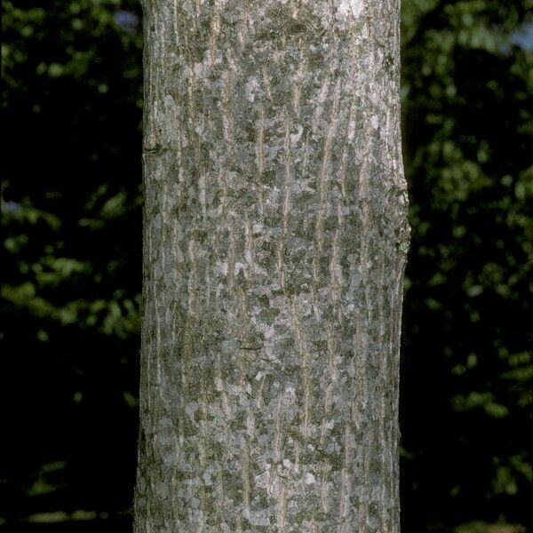 Juglans mandshurica Bark