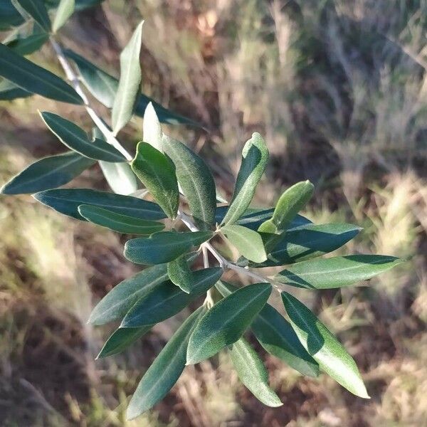 Olea europaea Deilen