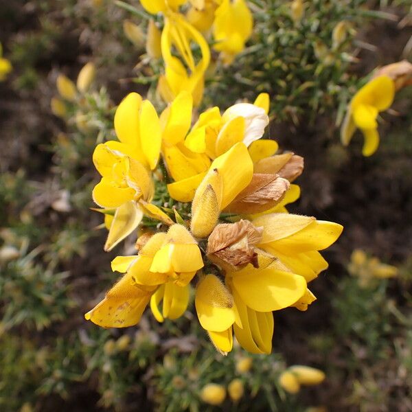 Ulex europaeus Λουλούδι