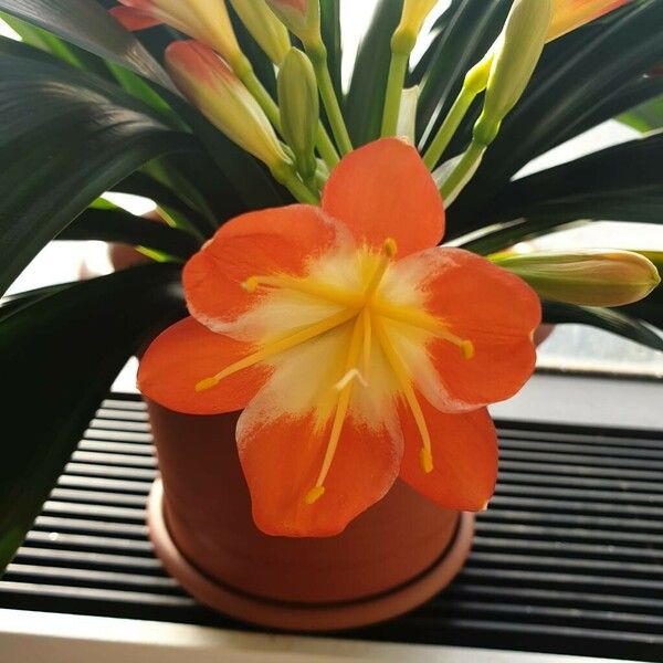 Clivia miniata Flor