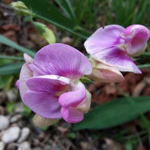 Lathyrus latifolius Lorea