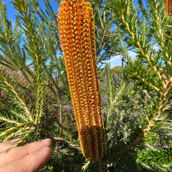 Banksia ericifolia Kvet