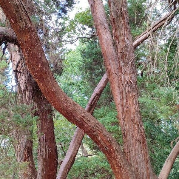 Juniperus formosana Vivejo