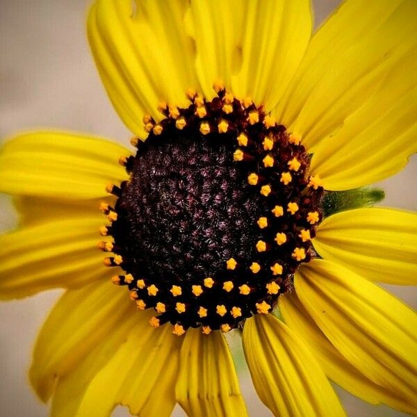 Encelia californica फूल