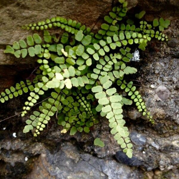 Asplenium trichomanes Folha