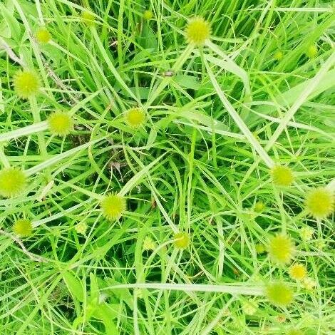 Cyperus brevifolius Flower